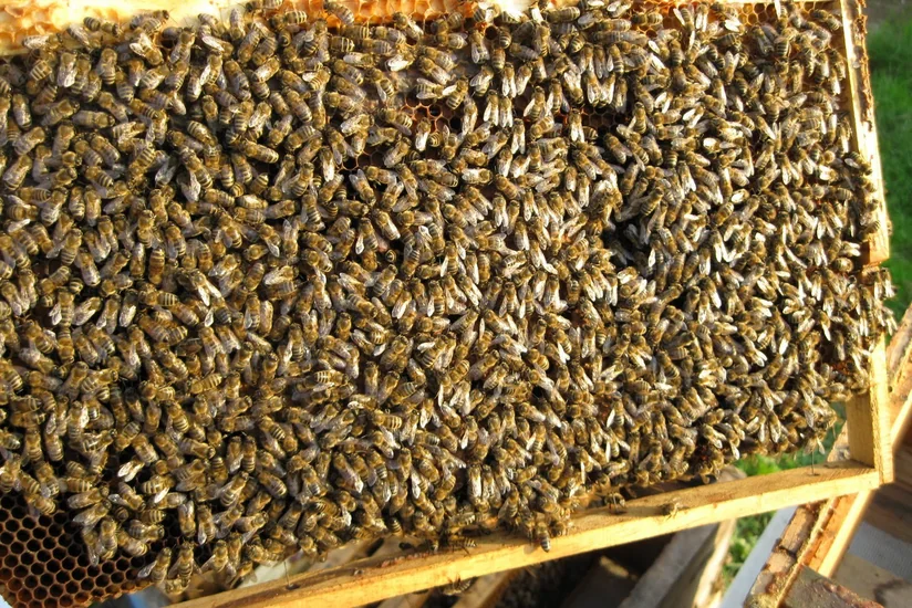 Bakıda beynəlxalq arıçılıq konfransı keçiriləcək