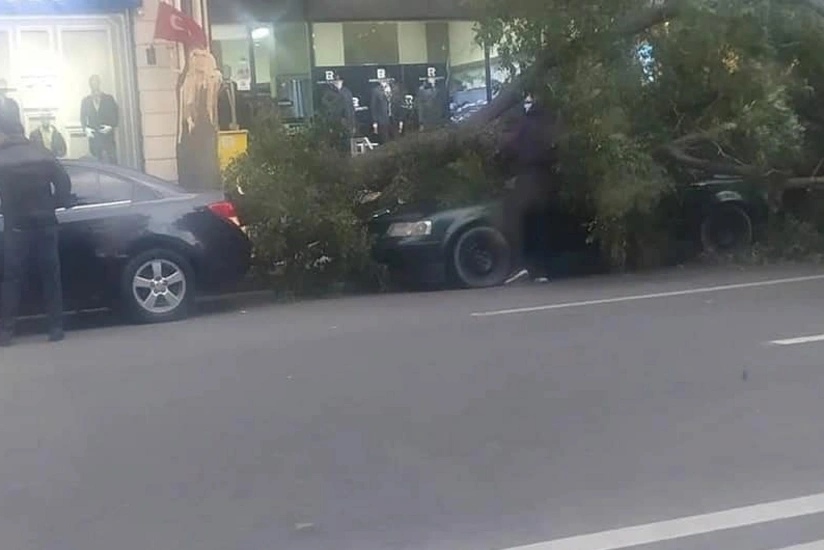 Güclü külək nəticəsində Bakıda 93 ağac sınıb
