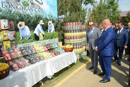 Lənkəranda ilk çay yığımına başlanılıb