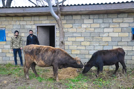 Lənkəranda şəhid və qazi ailələrinə təsərrüfatlar yaradıldı  