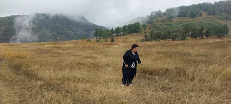 AMEA: Şuşada işğalçıların dağıtdığı meşələrin yerini kolluq basıb