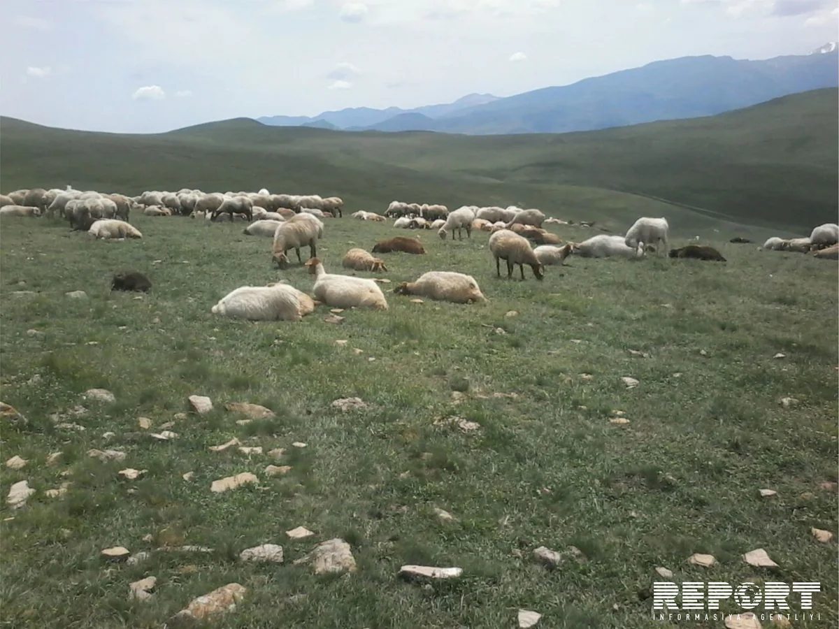 Qubada mal-qara arasında xəstəlik yayılıb - FOTO