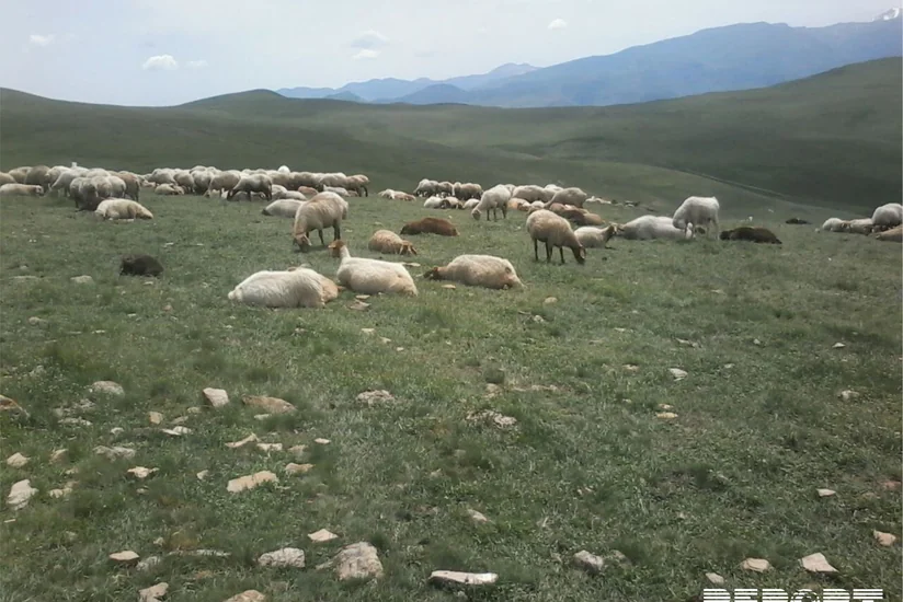 Qubada mal-qara arasında xəstəlik yayılıb - FOTO