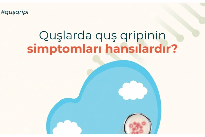 AQTA quş qripi xəstəliyi bağlı əhaliyə xəbərdarlıq edib