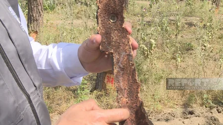 ETSN rəsmisi: Qurumuş Eldar şamlarının yerinə yeni ağaclar əkilir