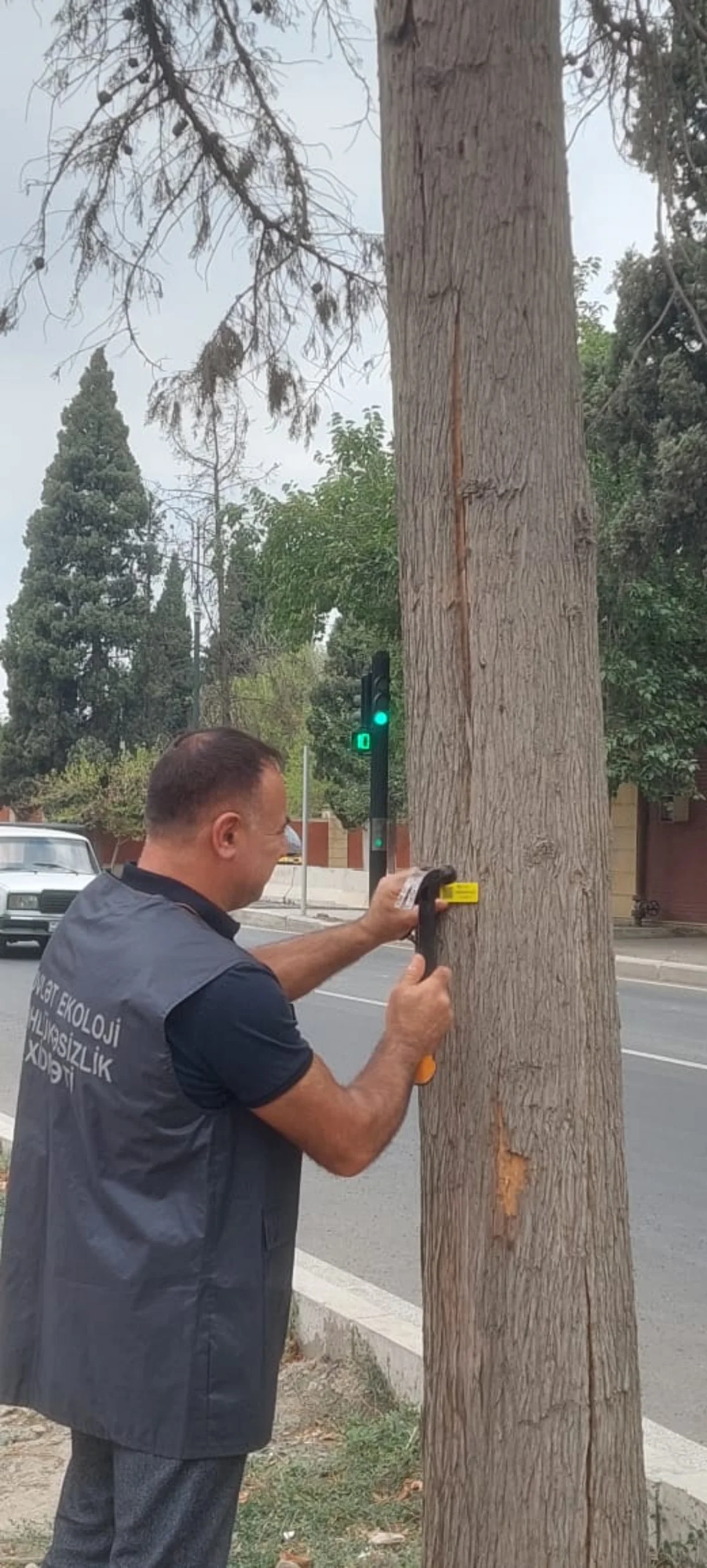 Gəncədə qurumuş və qəzalı ağacların inventarlaşdırılmasına başlanılıb