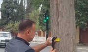 Gəncədə qurumuş və qəzalı ağacların inventarlaşdırılmasına başlanılıb