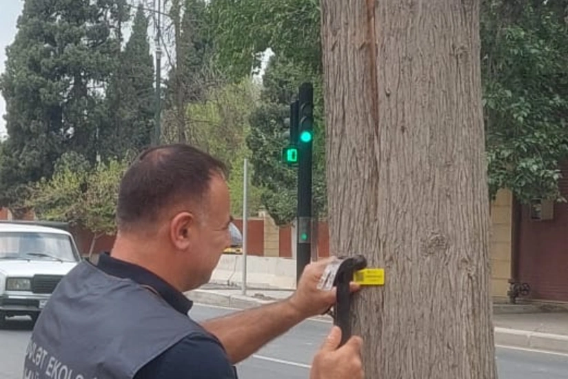 Gəncədə qurumuş və qəzalı ağacların inventarlaşdırılmasına başlanılıb