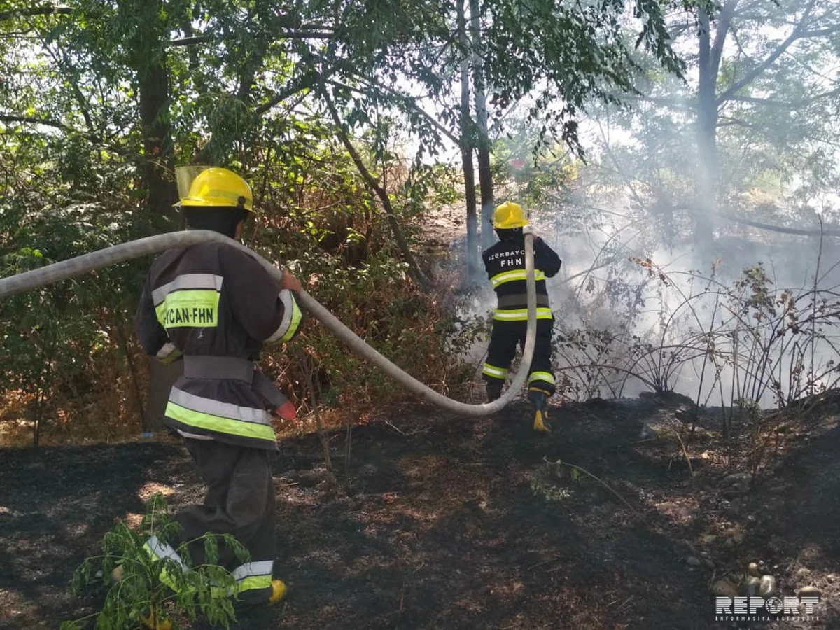 Bərdədə yanğın irigövdəli ağacları yararsız hala salıb - FOTO - VİDEO - YENİLƏNİB
