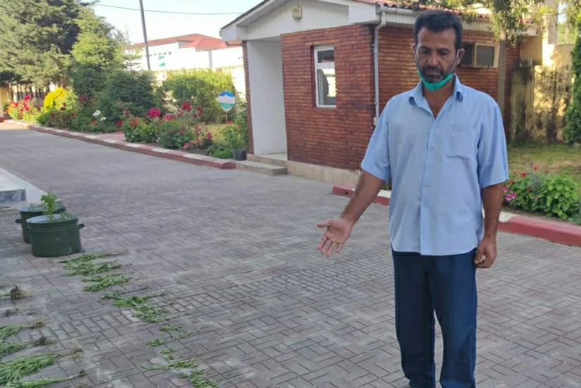 Astarada çətənə bitkiləri yetişdirən şəxs saxlanıldı