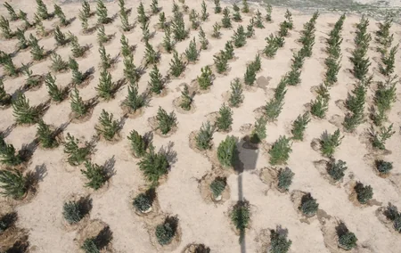 Bakı Şəhər İcra Hakimiyyəti ağacəkmə aksiyası keçirib