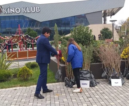Vətəndaşlara ağac tingləri paylanılıb