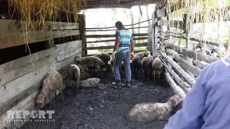 ​Zaqatalada canavarlar kəndə hücum edərək 20-yə yaxın qoyunu parçalayıblar - FOTO