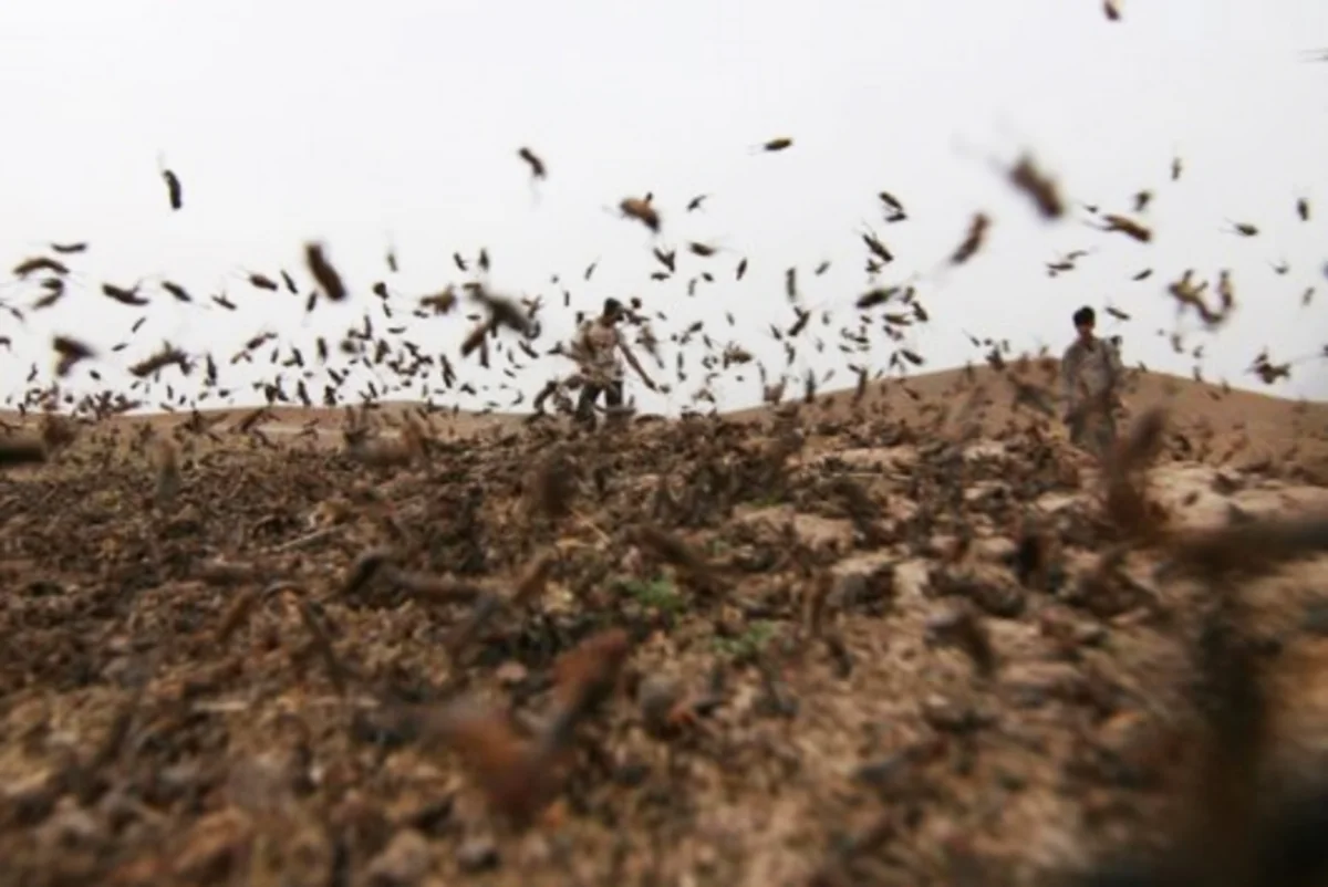 Mərakeş çəyirtkələrinə qarşı mübarizə tədbirlərinə start verilib
