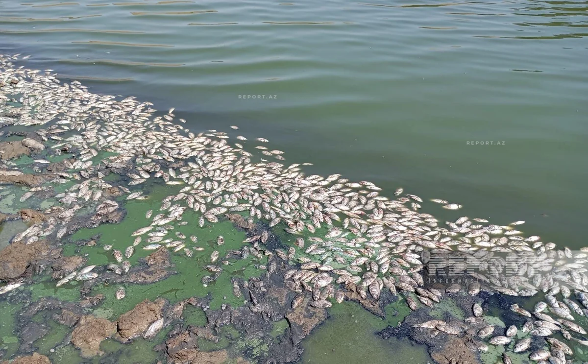Cəlilabadda balıqların kütləvi ölümünün ilkin səbəbi açıqlanıb - YENİLƏNİB