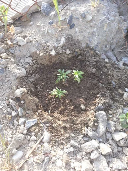Sumqayıtda güllərə su verdiyini iddia edən şəxsin çətənə əkdiyi məlum olub