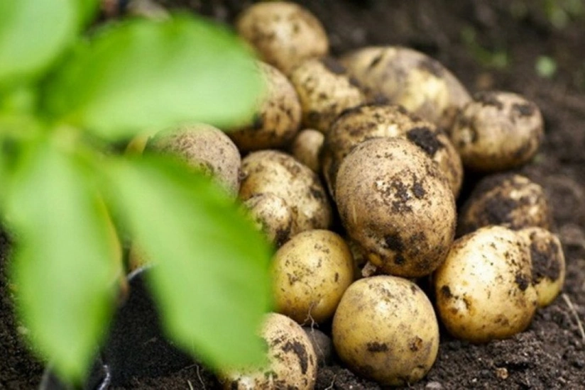 Azərbaycanda toxumluq kartof tədarükünə başlanılıb