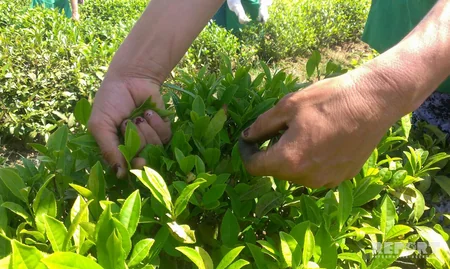 Astara çayı Made in Azerbaijan brendi altında xaricə ixrac ediləcək - FOTO