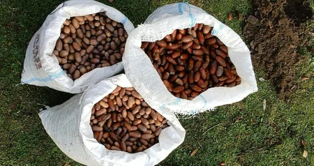 ETSN: Bir sıra rayonlarda meşəbərpa işləri aparılıb