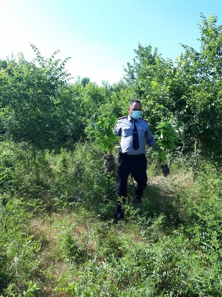 Azərbaycanda 2 hektar sahədə 1 ton narkotik bitki aşkarlandı - VİDEO