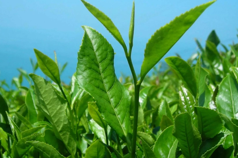 Azərbaycan çay idxalını 1 %-ə yaxın azaldıb