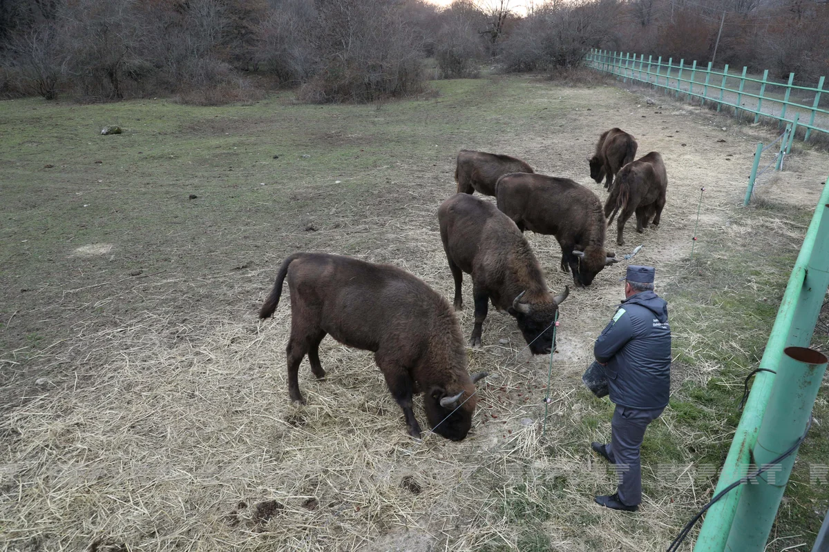 Seventeen bison brought to Azerbaijan 92 years later