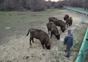 Doxsan iki il sonra Azərbaycana gətirilən zubrlar 