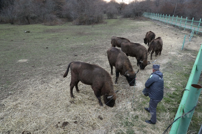 Seventeen bison brought to Azerbaijan 92 years later