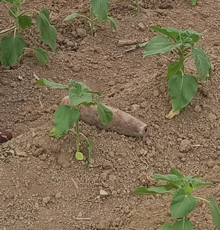 Qazaxda top mərmisi aşkarlandı