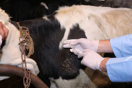 Ağdaşda heyvanlar arasında xüsusi təhlükəli xəstəliklərə qarşı aparılan profilaktik tədbirlər davam etdirilir