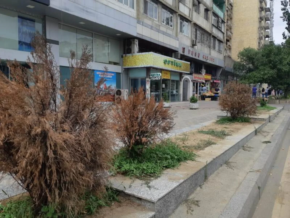 Bakıda bəzi sahibkarlar “Yaşıl guşələr”in yaradılmasına qarşı çıxır - RƏYLƏR