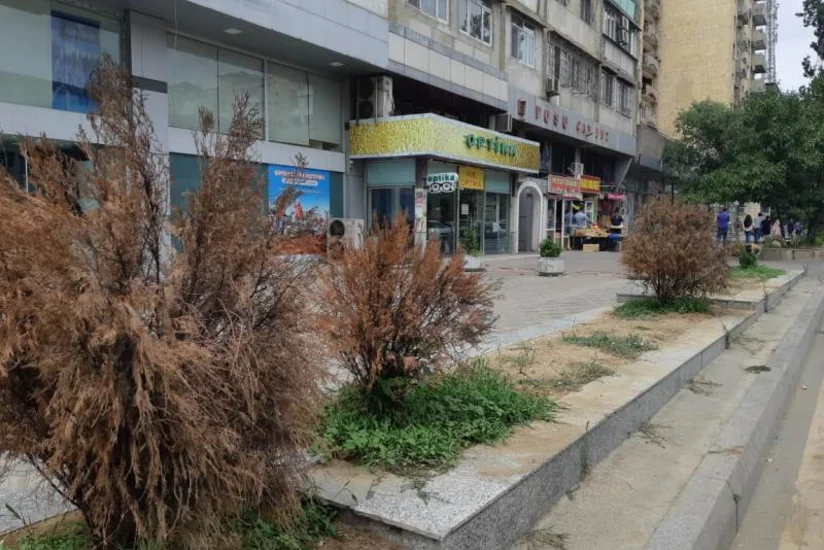 Bakıda bəzi sahibkarlar “Yaşıl guşələr”in yaradılmasına qarşı çıxır - RƏYLƏR