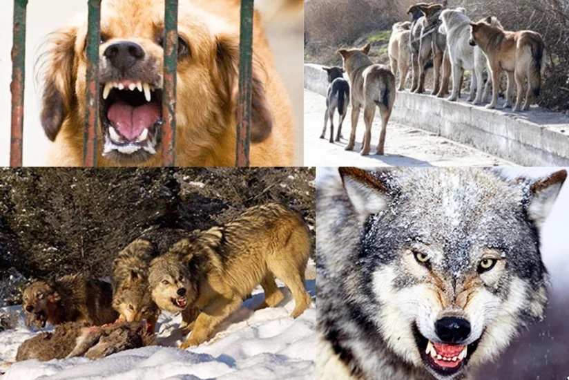 Azərbaycanda vəhşi və sahibsiz heyvanların peyvəndlənməsi başa çatıb