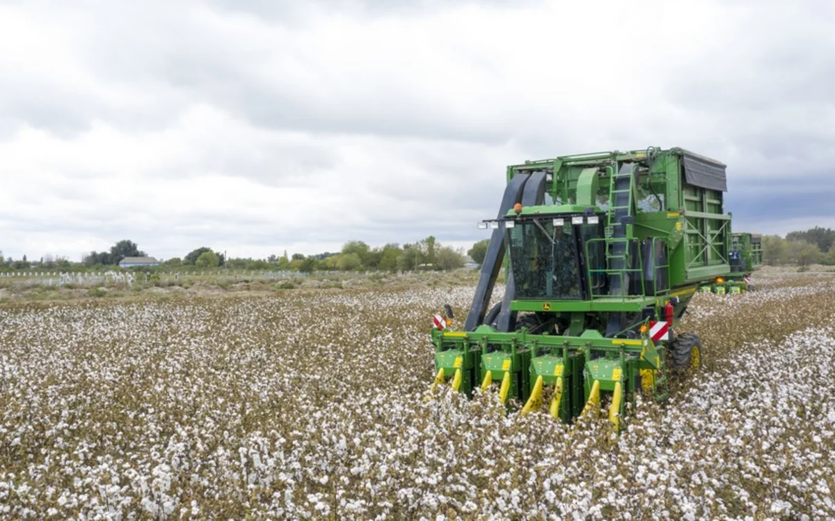 Azərbaycanda pambıq yığımına başlanılıb