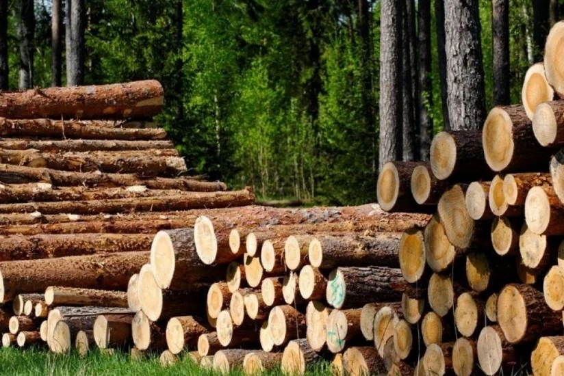 Азербайджан импортировал лесоматериалы из Нижегородской области России