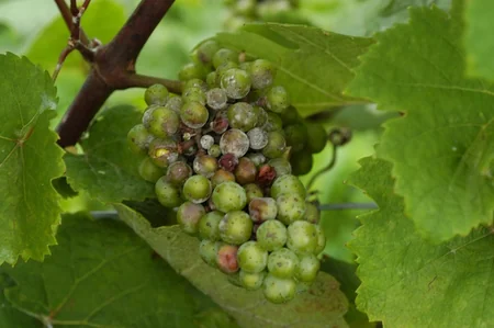 Heavy rains in Azerbaijan made vineyards unusable