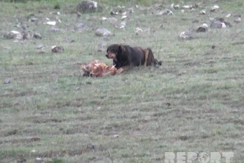 Tovuzda sahibsiz itlər 4 baş qoyunu parçalayıb - FOTO