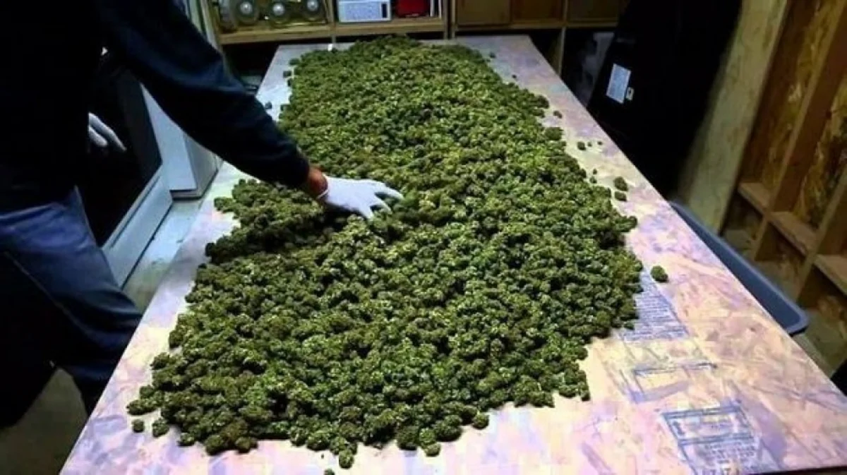 Gəncə sakinindən külli miqdarda narkotik maddə götürülüb