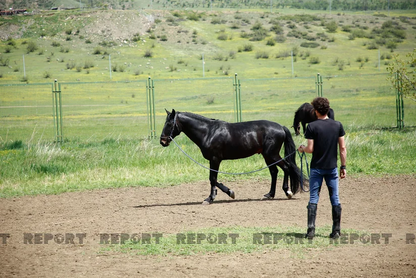 Karabakh horses and Georgia - RESEARCH
