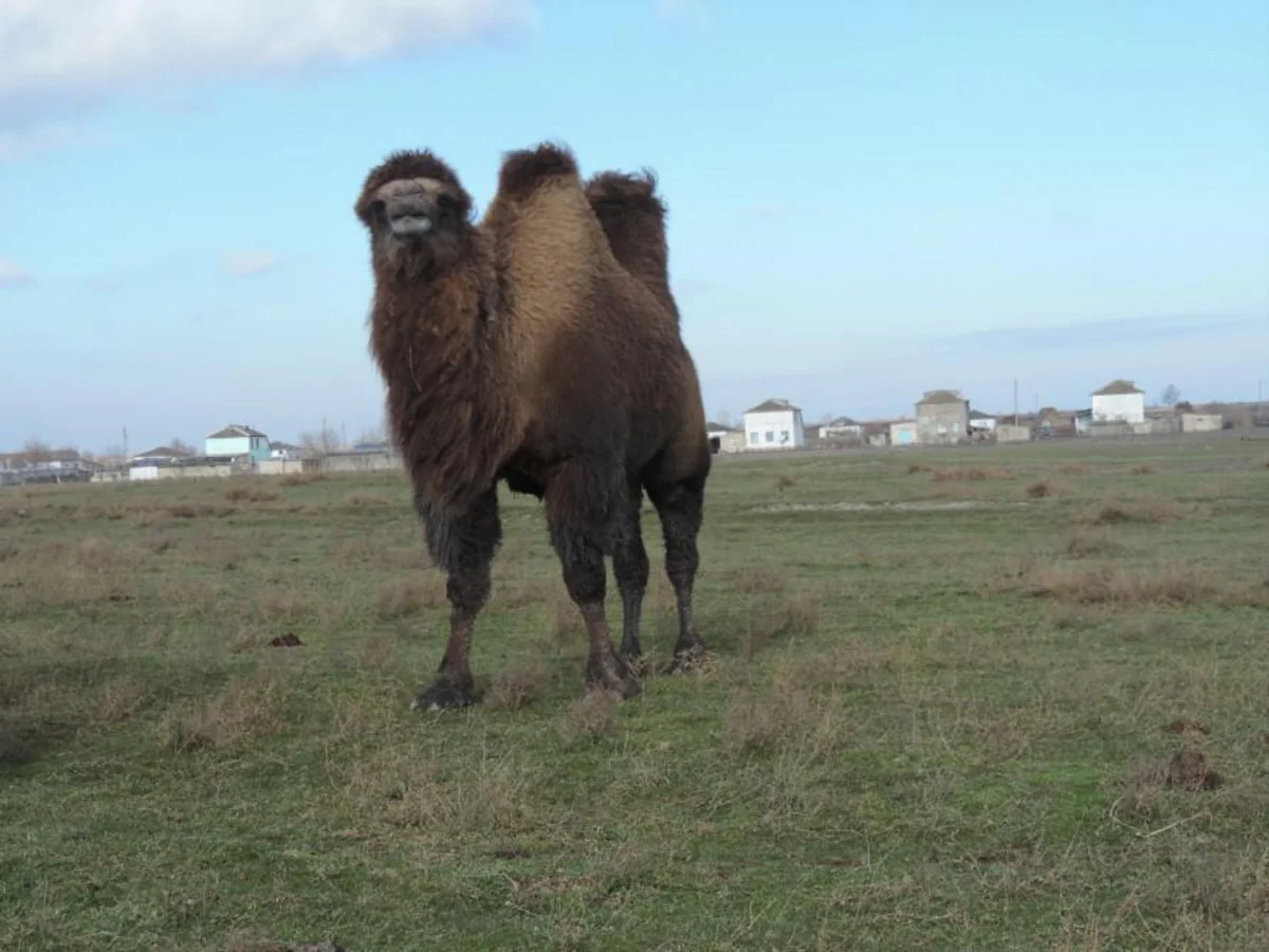 Azərbaycanlı fermerlər ötən il dövlət dəstəyi ilə 22 dəvə alıb