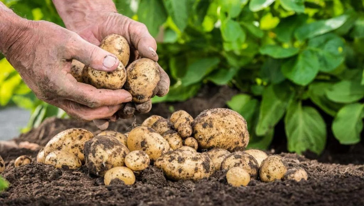 Azerbaijan quintuples seed potato imports from Georgia