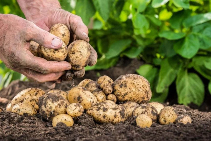 Azerbaijan quintuples seed potato imports from Georgia