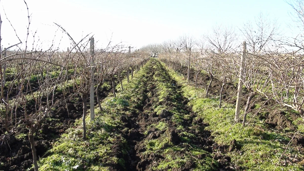 Cəlilabadda üzüm bağları xeyli azaldılıb 