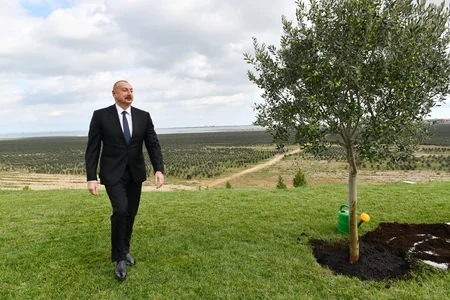 Prezident Zirədə zeytun emalı zavodunun açılışında iştirak edib - YENİLƏNİB