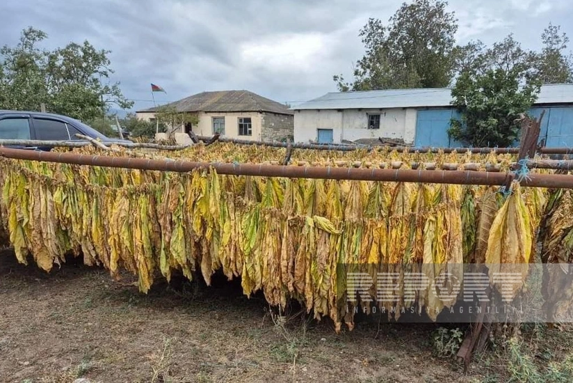 Goranboyda bu il 8 hektar sahədə tütün əkilib