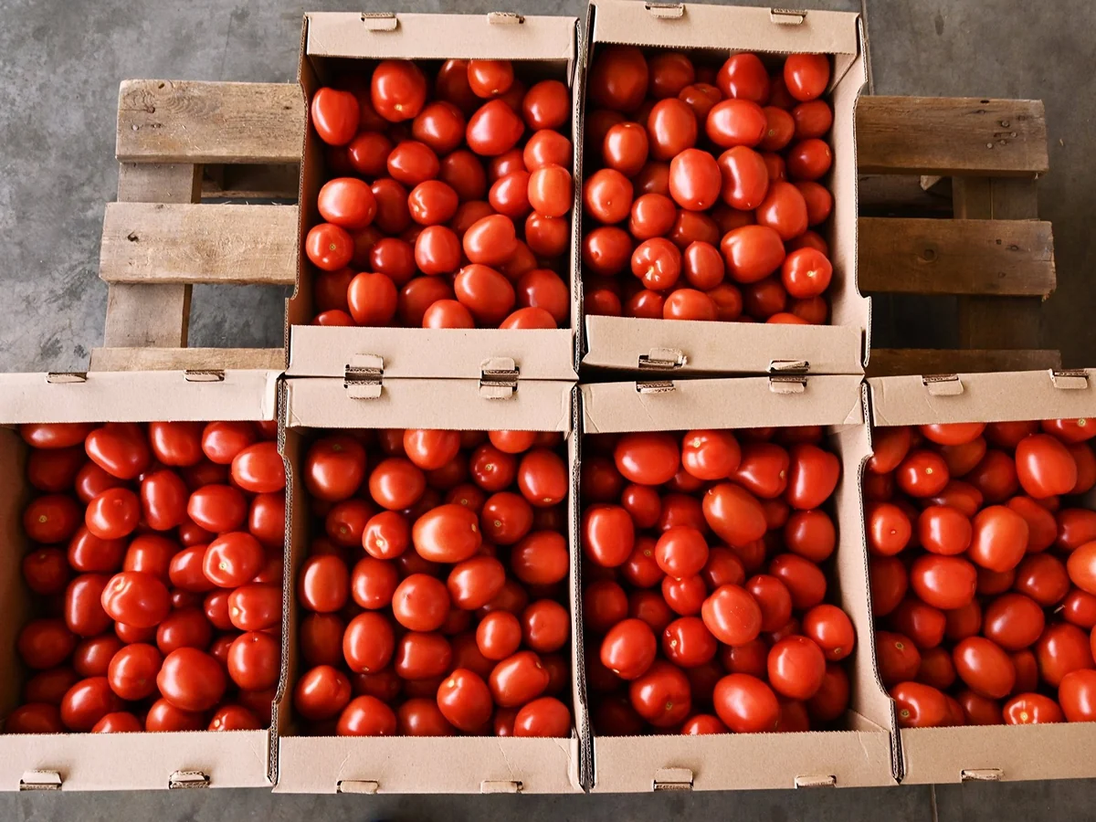 Rusiya Azərbaycanın bir sıra müəssisələrindən pomidor idxalına icazə verib