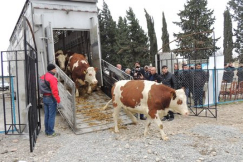 Azərbaycana Avstriyadan 189 baş ətlik-südlük istiqamətli mal-qara gətirilib