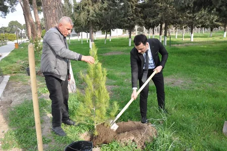 “Heydər Əliyev İli” çərçivəsində Biləsuvarda ağacəkmə aksiyası keçirilib