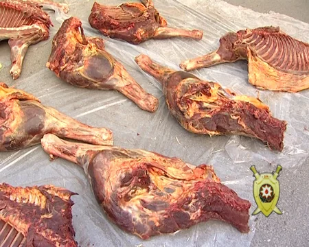 Qusarda xəstə və yaşlı at ətini satmaq istəyən şəxslər saxlanılıblar