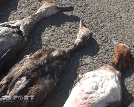 Lənkəranda Qırmızı kitaba düşən quşları ovladığına görə iki nəfər saxlanılıb - FOTO
